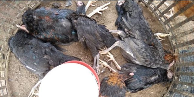 Warga Samatiga Aceh Barat panik karena ratusan ayam piaraan mati mendadak