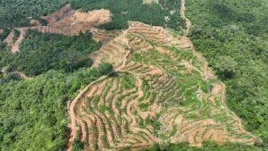 Deforestasi Diam-Diam: Ancaman Nyata di Balik Sunyi Hutan Aceh
