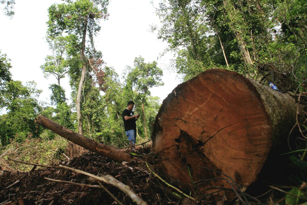 Kayu Ilegal di Leuser