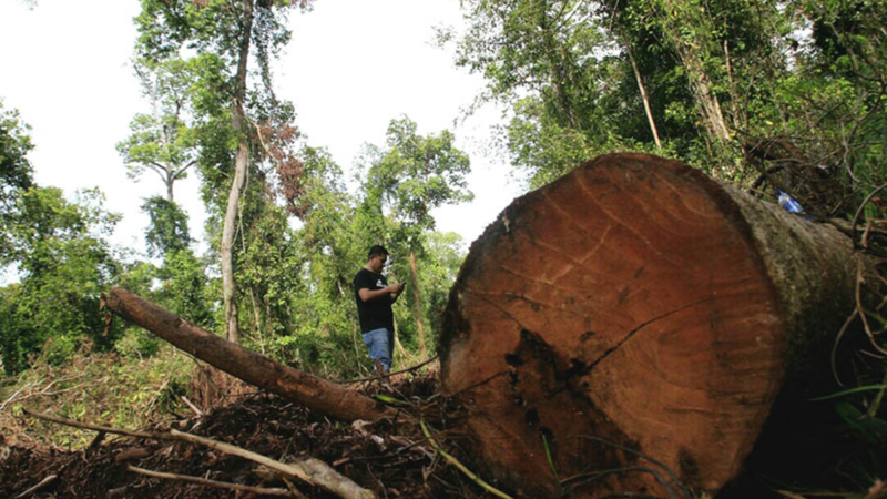 Kayu Ilegal di Leuser