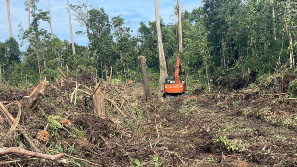 Perambahan Rawa Tripa