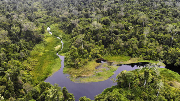 Hutan Aceh