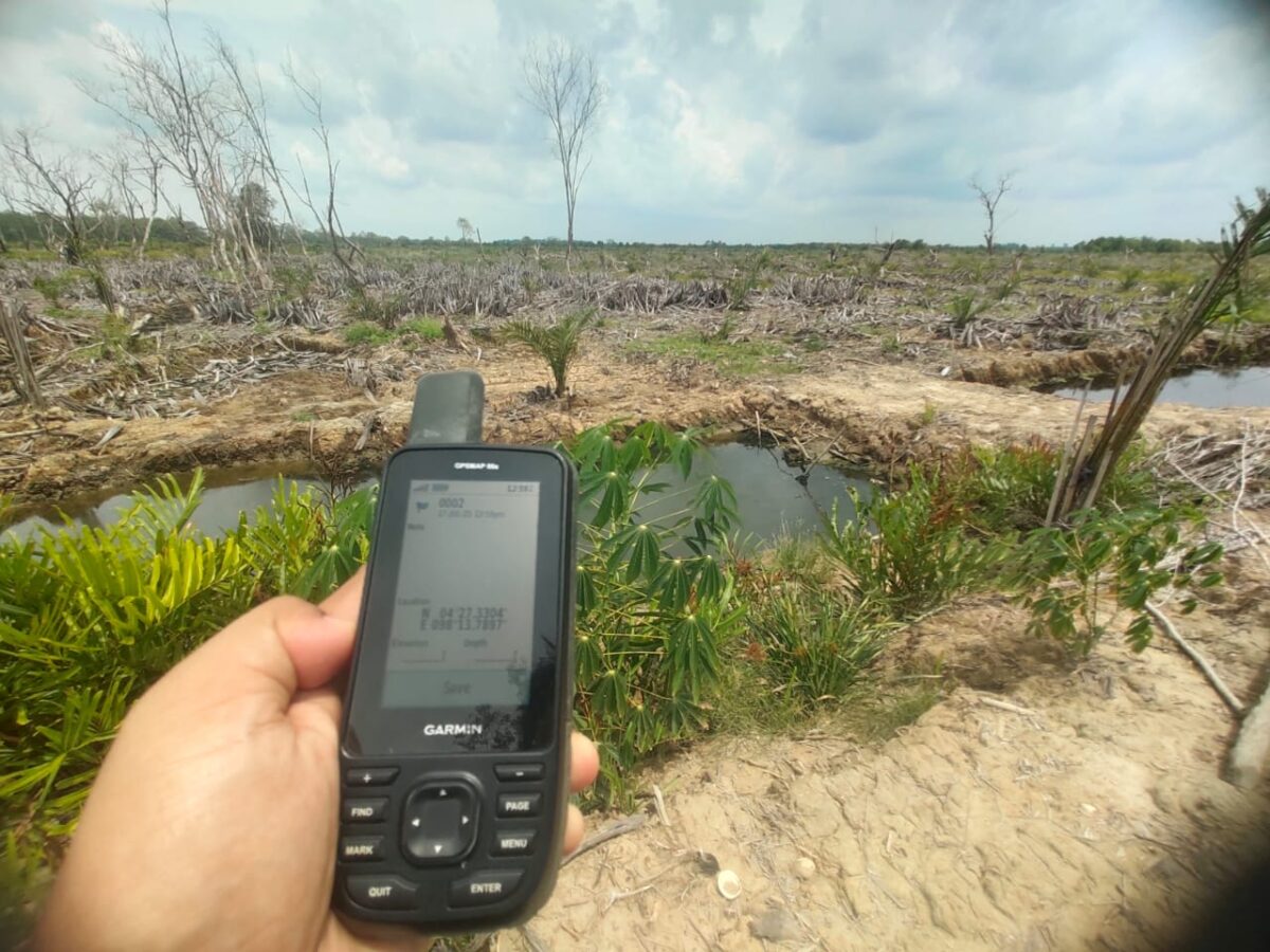 Perambahan Hutan Mangrove Tamiang