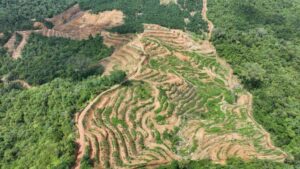 Paradoks Sawit “Bebas Deforestasi”