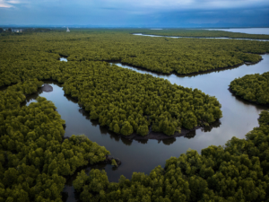Karbon Hutan: Antara Peluang Kejahatan Baru dan Instrumen Penyelamatan