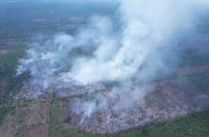 Rawa Tripa Kembali Terbakar, APEL Green Aceh: Alarm Darurat bagi Gambut dan Orangutan
