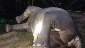 Gajah Sumatera Ditemukan Mati di Aceh Tamiang, Diduga Diracun