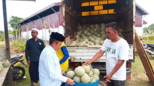 Camat Pandrah Panen Perdana Melon Golden, BUMDes Sulap Lahan Tidur Jadi Lahan Produktif